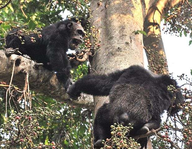 Les chimpanzés peuvent avoir des altercations entre adultes ou attaquer les petits. © Caelio, Wikimedia Commons, CC by-sa 3.0