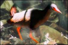 Le Râle de Calayan (Gallirallus calayanensis) vient d'être découvert sur l'île de Calayan, au nord des Philippines (image légèrement retouchée par l'auteur) © Photo : Carmela Española - www.birdwatch.ph Le Râle de Calayan (Gallirallus calayanensis) vient d'être découvert sur l'île de Calayan, au nord des Philippines (image légèrement retouchée par l'auteur) © Photo : Carmela Española - www.birdwatch.ph