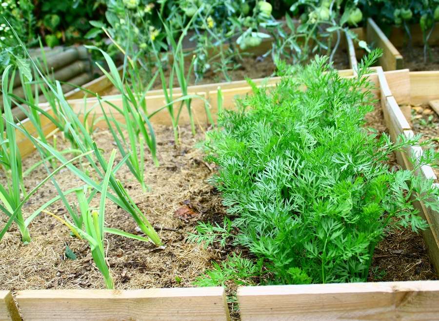Pas de place ? Tentez de cultiver des carottes sur des petits espaces. © Patryssia, Adobe Stock