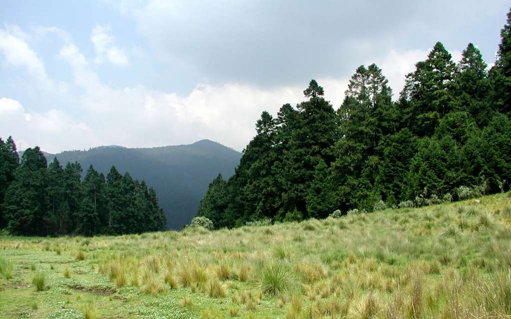 Les forêts de conifères du Mexique, abris pour les papillons monarques Les forêts de conifères du Mexique, abris pour les papillons monarques