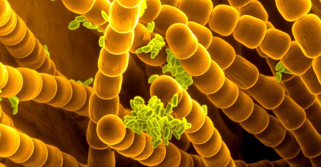 Les symptômes des allergies peuvent être variés. Ici, photo de pollen (Tradescantia). © Heiti Paves, CC by-sa 3.0