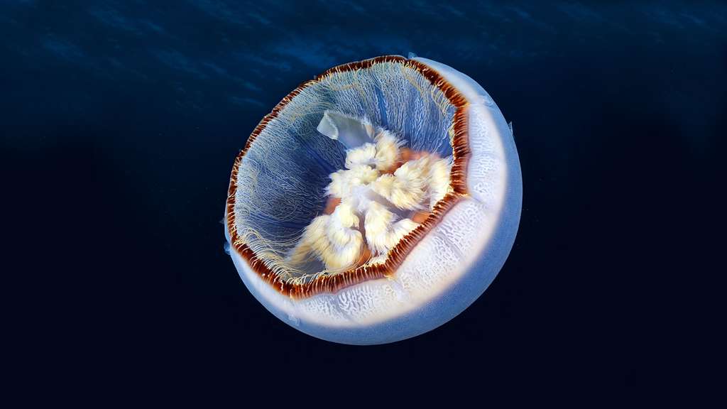 La méduse Aurelia limbata La méduse Aurelia limbata