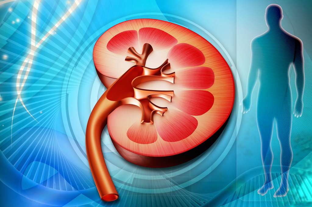 Le rein réagit à l’excès de sel en sécrétant des glucocorticoïdes, qui amoindrissent l’inflammation et la réponse immunitaire. © abhijith3747, Adobe Stock Le rein réagit à l’excès de sel en sécrétant des glucocorticoïdes, qui amoindrissent l’inflammation et la réponse immunitaire. © abhijith3747, Adobe Stock