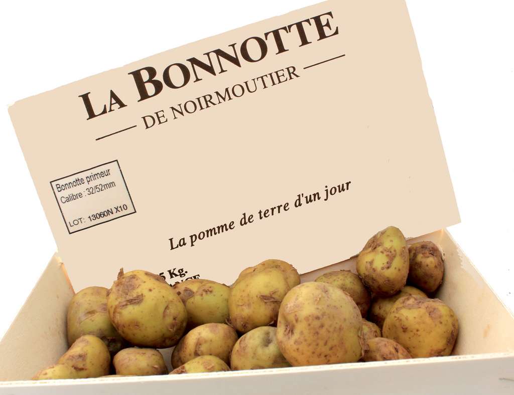 Сорт картофеля la Bonnotte