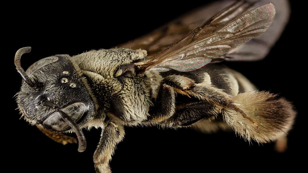 Ancyla asiatica, une abeille rare de Turquie