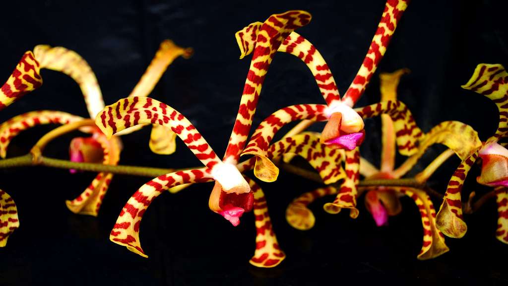 Arachnis, une orchidée d'Asie du Sud-Est Arachnis, une orchidée d'Asie du Sud-Est