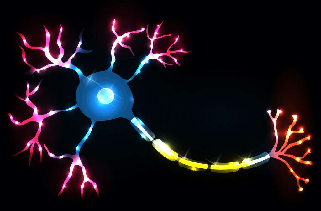 Les neurites se différencient en axones (en jaune) et dendrites (en rose). © reineg, Adobe Stock