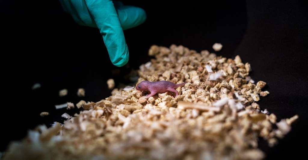 Les chercheurs chinois sont non seulement parvenus à produire des souris avec deux mères, mais aussi, comme celle ici en photo, des souriceaux avec deux pères. © Leyun Wang, l’Académie des sciences chinoise