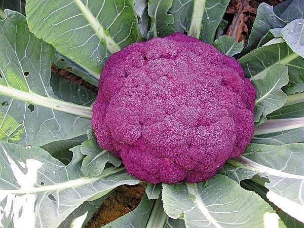 Un chou-fleur violet de Sicile Un chou-fleur violet de Sicile