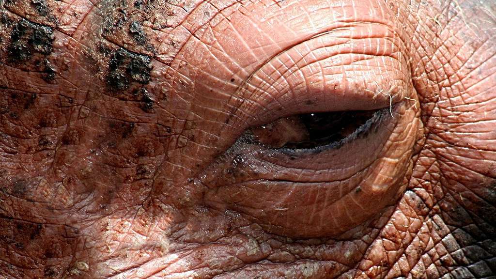 L'œil de l'hippopotame L'œil de l'hippopotame