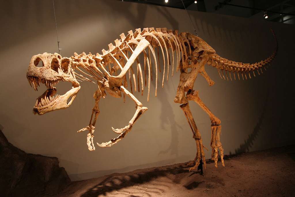 L'Afrovenator, le dinosaure carnivore le plus complet d'Afrique L'Afrovenator, le dinosaure carnivore le plus complet d'Afrique