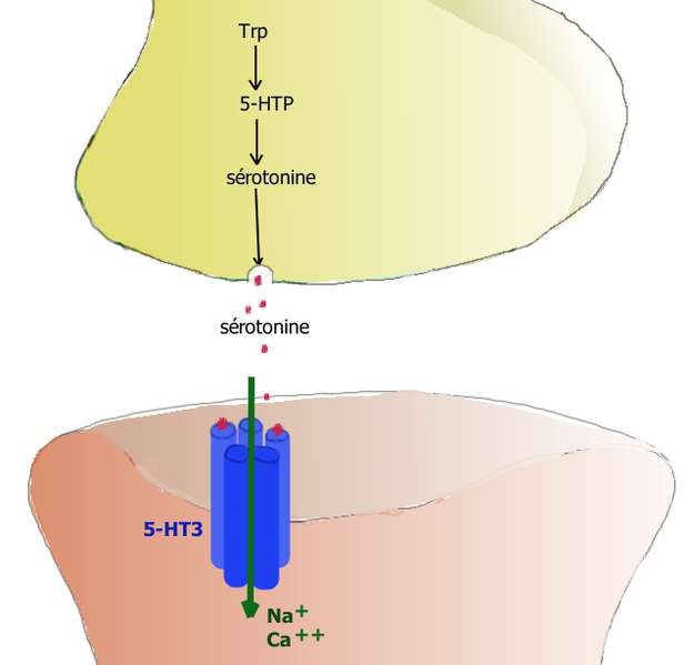 Les causes biologiques de la dépression dérèglement de sérotonine — free download