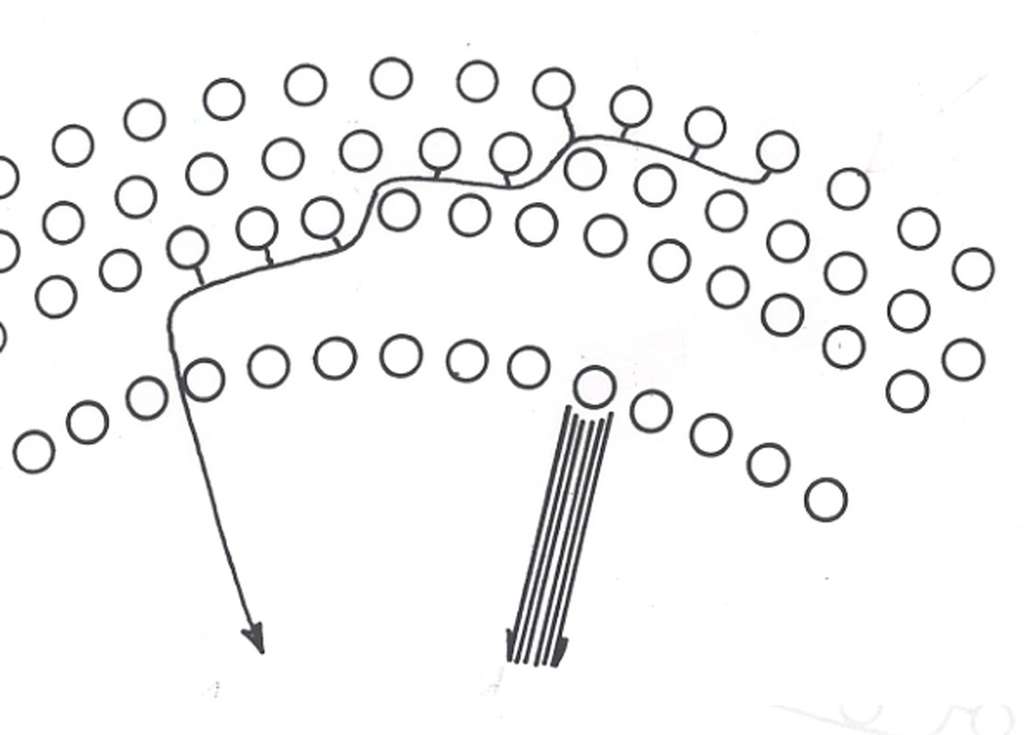 Systématisation des fibres auditives afférentes : externes : 3 à 5.000, en spirale, 1 fibre pour 10 cellules ciliées externes. Internes : 45.000 (95 %), radiales, 9 à 10 fibres pour une cellule ciliée interne. © Roland Carrat - Tous droits réservés