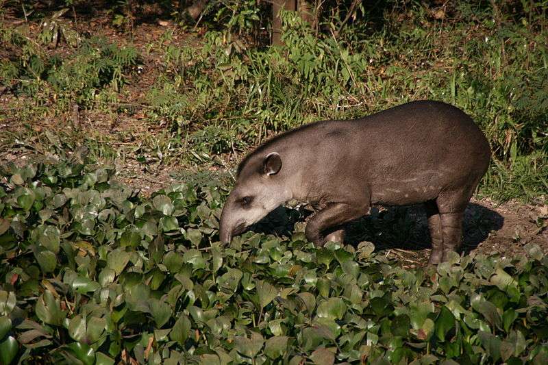 Tapir terrestre dans le Pantanal, en Amérique du Sud. © Marco Zanferrari, Wikipédia, cc by sa 2.0
