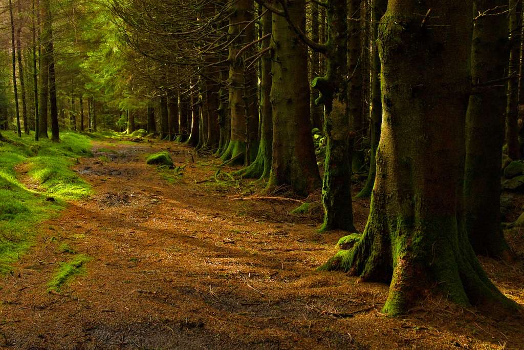 Pays de Galles : forêt de Llyn Crafnant Pays de Galles : forêt de Llyn Crafnant