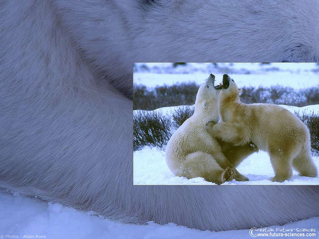 Danse de l'ours Danse de l'ours