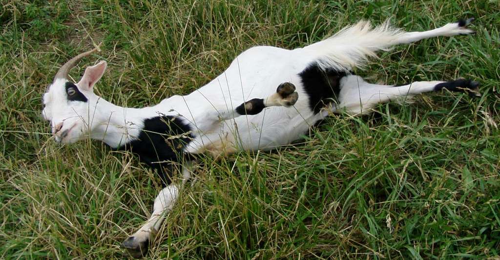 Certaines chèvres peuvent feindre l’évanouissement en cas de stress. © Laura, Moonhaven Farm
