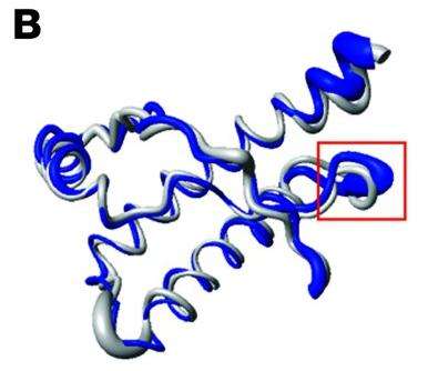 La forme de la boucle β2-α2 de la protéine PrPC influence la transmission de la maladie (en bleu, la PrPC normale, et en gros la PrPC modifiée). © Journal of Clinical Investigation