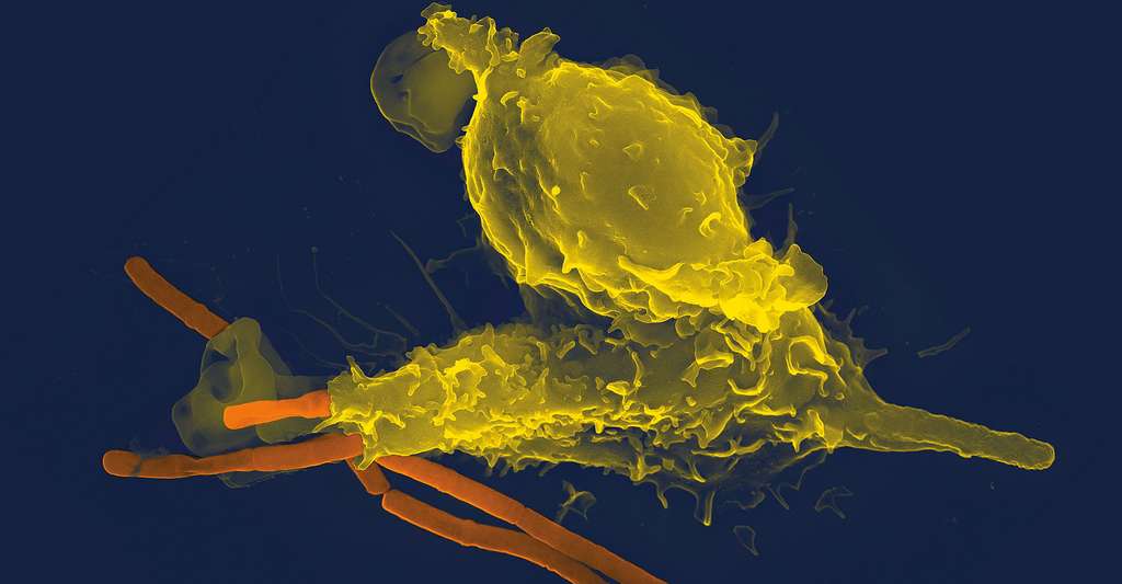 Un neutrophile (en jaune) phagocytant des bacilles du charbon (en orange). © Volker Brinkmann, CC BY-SA 3.0