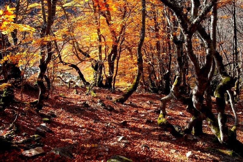 Forêt en Espagne Forêt en Espagne