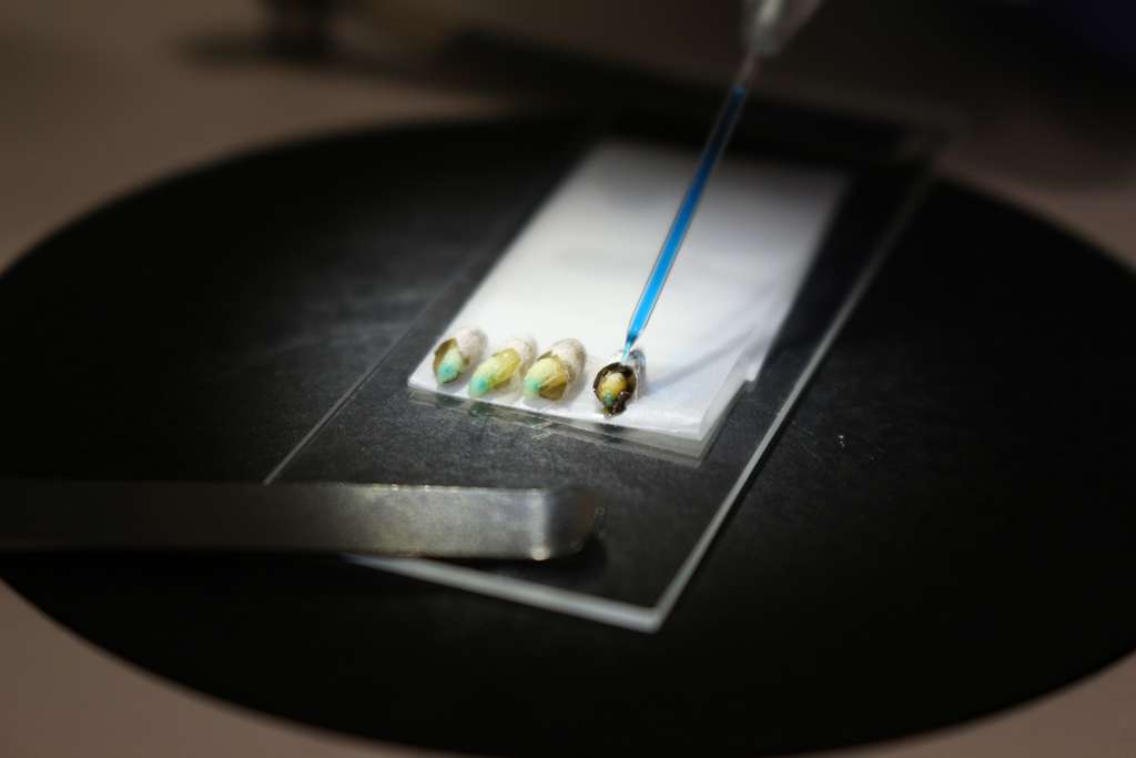 Les nymphes hyalines de guêpe reçoivent une injection de RNAi accompagné d’un colorant alimentaire. © Eléonore Solé