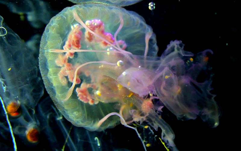 Méduse Pelagia vue de dessous Méduse Pelagia vue de dessous