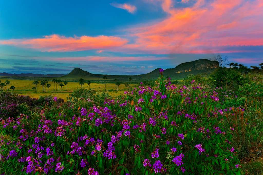 Le Cerrado et ses prairies fleuries Le Cerrado et ses prairies fleuries