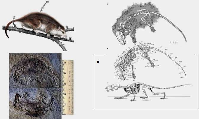 En haut à gauche, reconstitution d’Eomaia scansori, insectivore arboricole du Crétacé (125 millions d’années). En bas à gauche, les deux blocs séparés où apparaissent les silhouettes du fossile. À droite, le dessin du squelette et la silhouette du petit animal. © Illustrations extraites de Zhe-Xi Luo et al., Nature, 2002