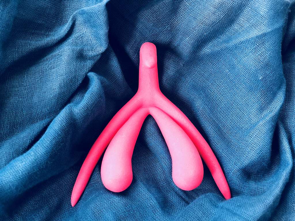 Clitoris imprimé en 3D. Sa partie visible ne comporte que le gland, mais la partie immergée de l'organe est bien plus grande. © Moraya, Adobe Stock