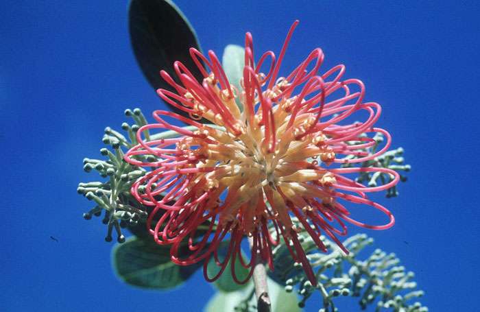 Grevillea Grevillea