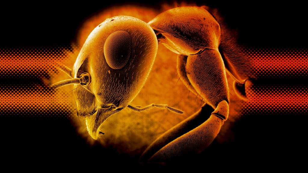 Une fourmi vue au microscope électronique Une fourmi vue au microscope électronique