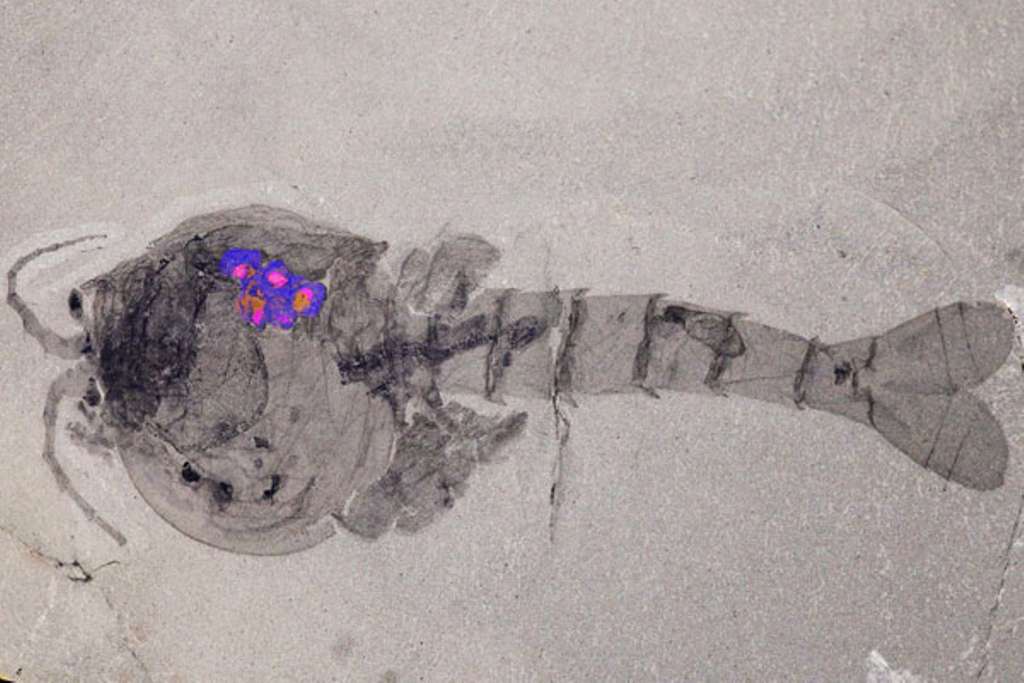 Waptia fieldensis (spécimen ROM 63357 conservé au Musée royal de l'Ontario, à Toronto), avec, en superposition, une image de microscopie électronique à balayage qui souligne la localisation et la structure des œufs. © Musée royal de l'Ontario