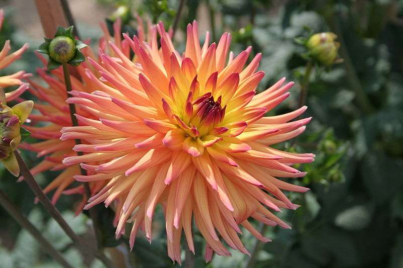 Dahlia Icarus Dahlia Icarus