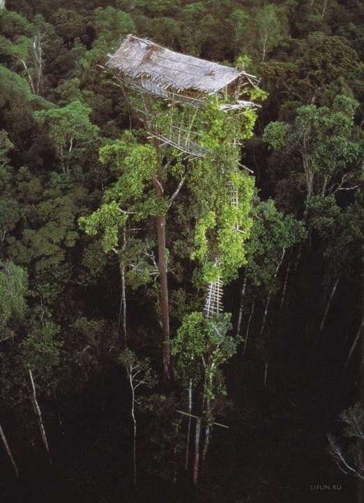 Photo Une Cabane En Haut Dans Les Arbres