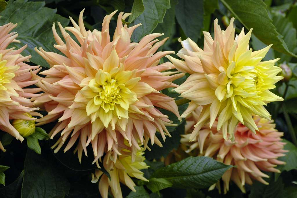 Dahlia Elise C Dahlia Elise C
