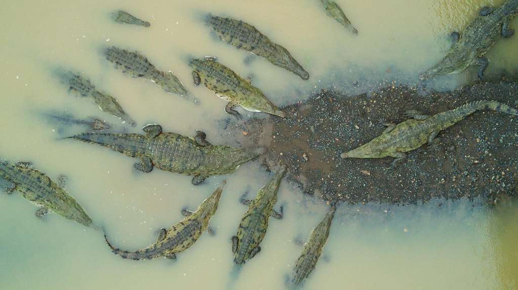 Rassemblement de crocodiles en eaux troubles