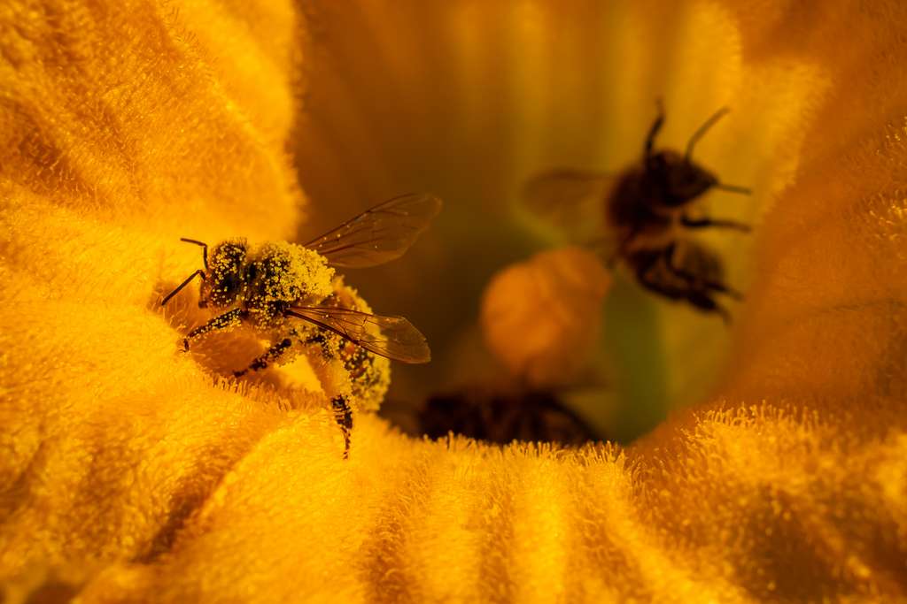 Les abeilles vont disperser le pollen, permettant ainsi la fécondation des végétaux. © Eleonore H, Adobe Stock