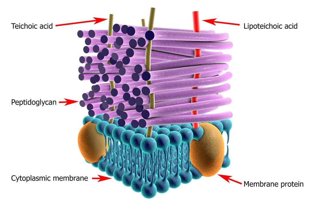 Schéma en 3D de la paroi d'une bactérie Gram + avec la membrane plasmique, le peptidoglycane en violet et les acides teichoïques et lipoteichoïques qui la traversent. © Kateryna Kon, Adobe Stock