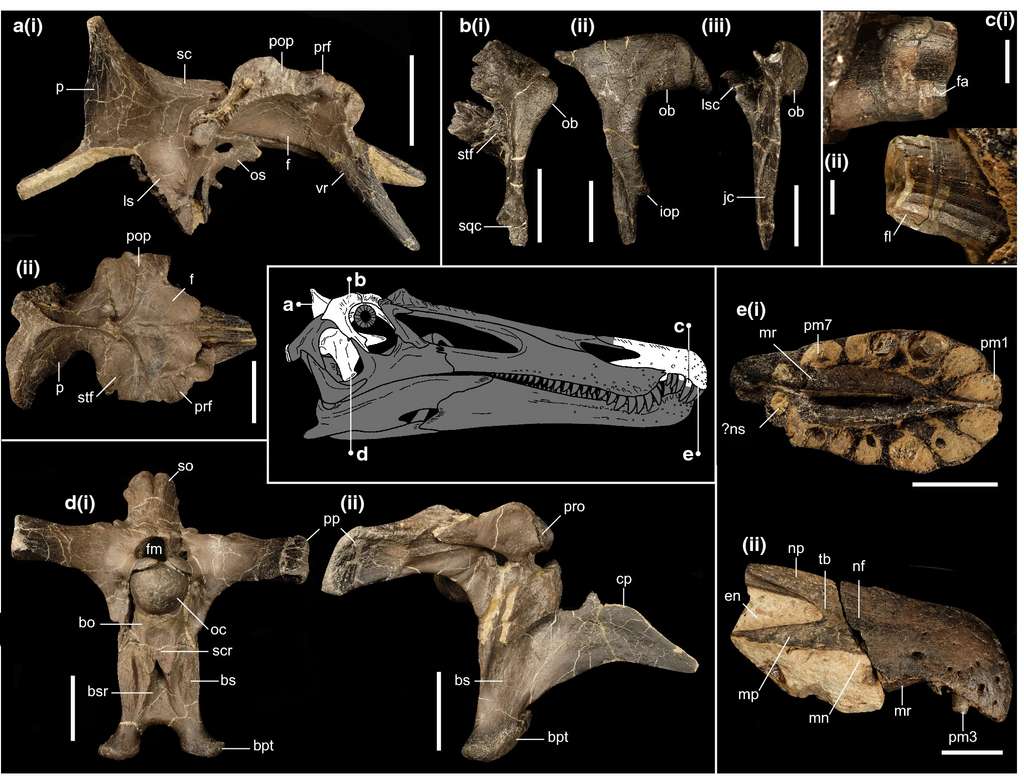 Les restes crâniens de Ceratosuchops inferodios ont permis de l'identifier en tant qu'espèce nouvelle. © Barker et al, 2021