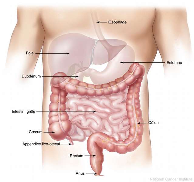 La barrière intestinale. © Domaine public