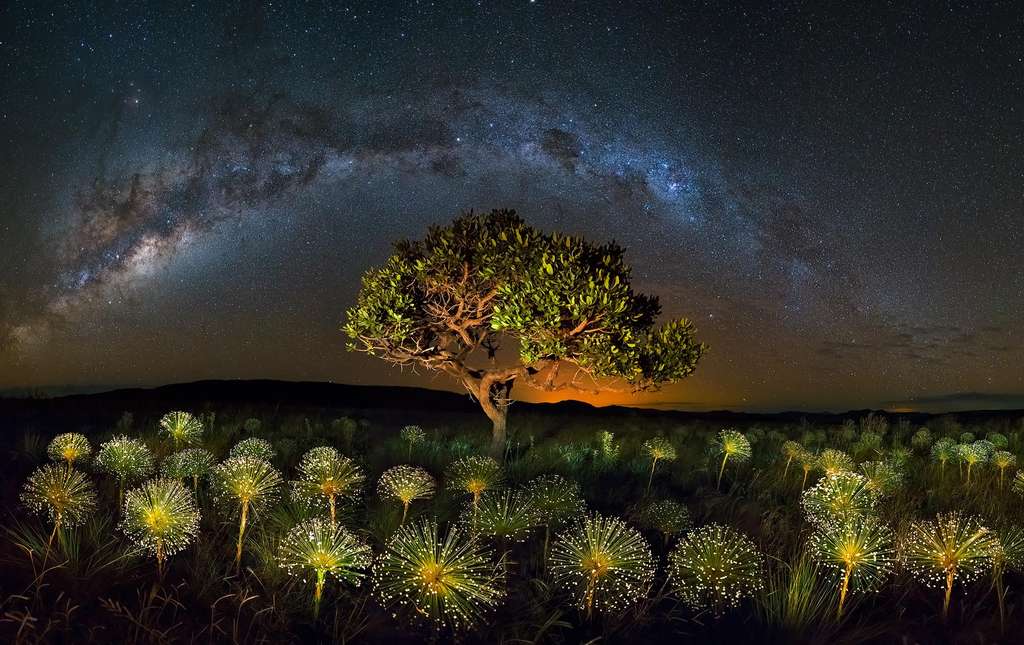 La nature du Cerrado, un feu d’artifice végétal La nature du Cerrado, un feu d’artifice végétal
