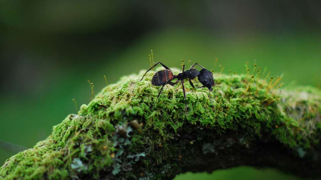 Les plus grandes fourmis du monde Les plus grandes fourmis du monde