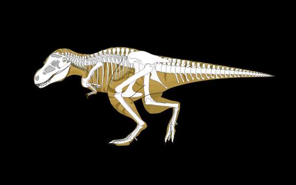 Squelette de Tyrannosaurus rex Squelette de Tyrannosaurus rex