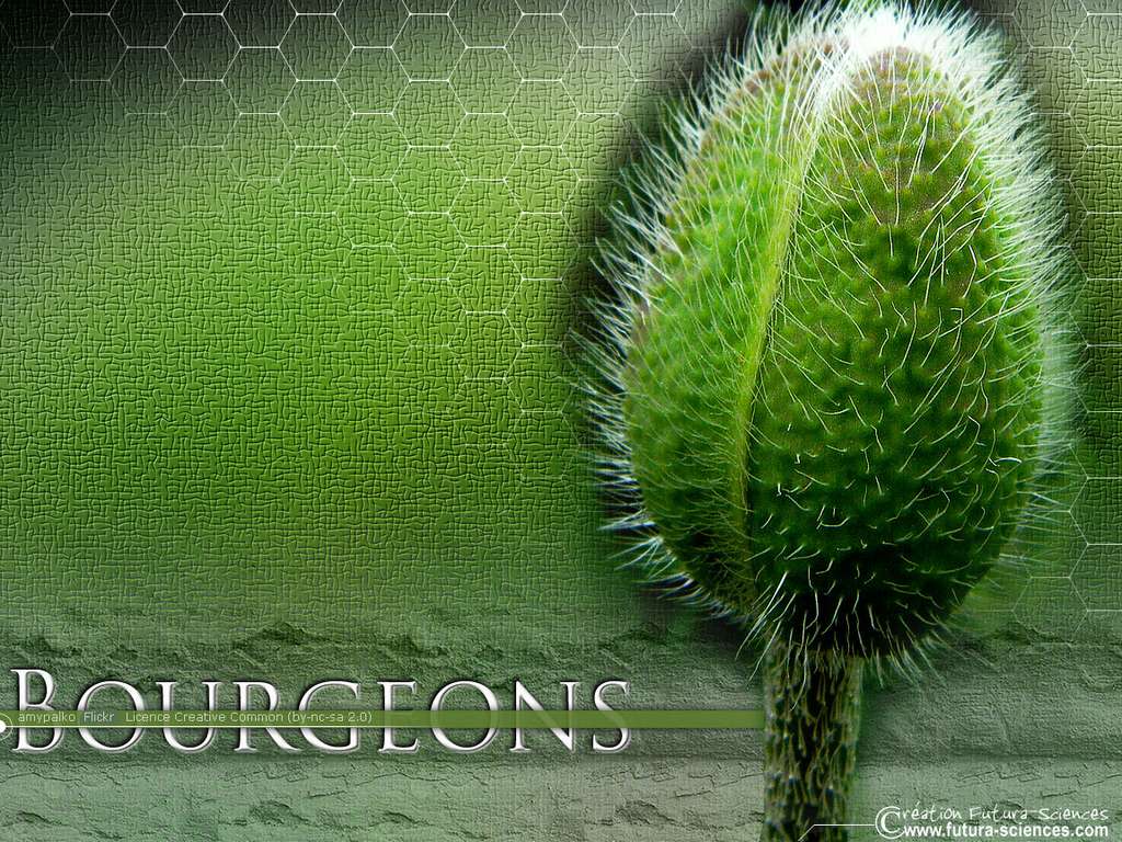 Bourgeons Bourgeons