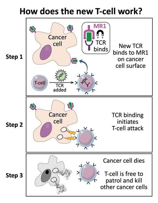 Schéma récapitulatif de l'action des lymphocytes T via MR1. En haut, le lymphocyte T se lie à MR1, exprimé à la surface de la cellule cancéreuse, grâce à son TCR. Au milieu, la liaison TCR-MR1 active le lymphocyte T et il attaque la cellule maligne. En bas, la cellule cancéreuse meurt et le lymphocyte T est libre. © Université de Cardiff