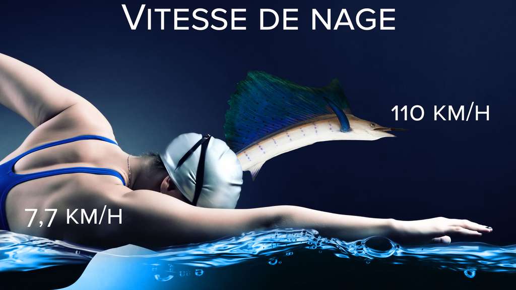 Vitesse de nage : le voilier de l'Indo-Pacifique, sprinteur des mers Vitesse de nage : le voilier de l'Indo-Pacifique, sprinteur des mers