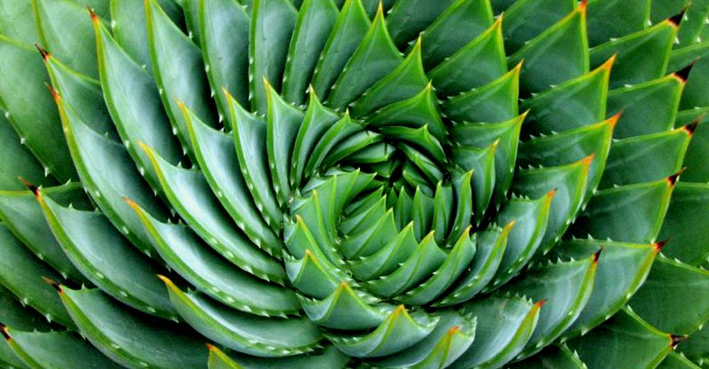 Cactus Aloe polyphylla : une spirale qui image la suite de Fibonacci et le nombre d'or. © Just Chaos, CC by-nc 2.0