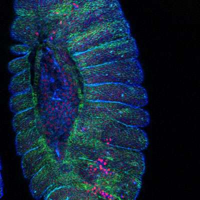 Embryon de drosophile en vue dorsale observé au microscope confocal (x 63 et zoom 1). © CNRS Photothèque / BRODU Véronique, GUICHET Antoine laboratoire: UMR7592 - INSTITUT JACQUES MONOD (IJM) - PARIS
