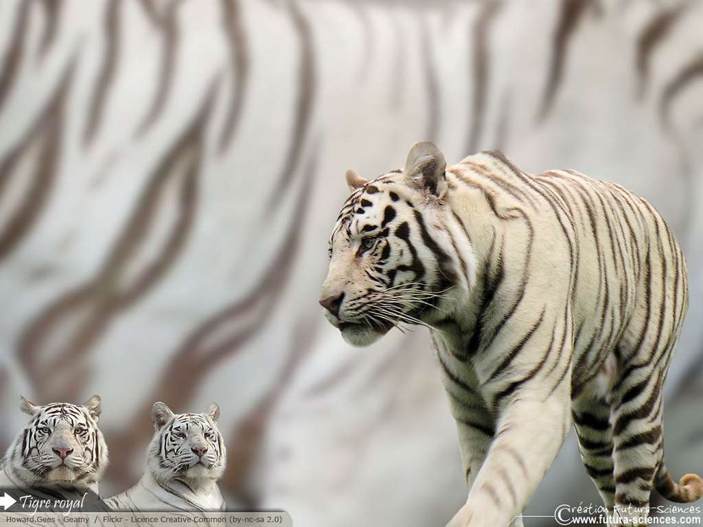 Tigre royal