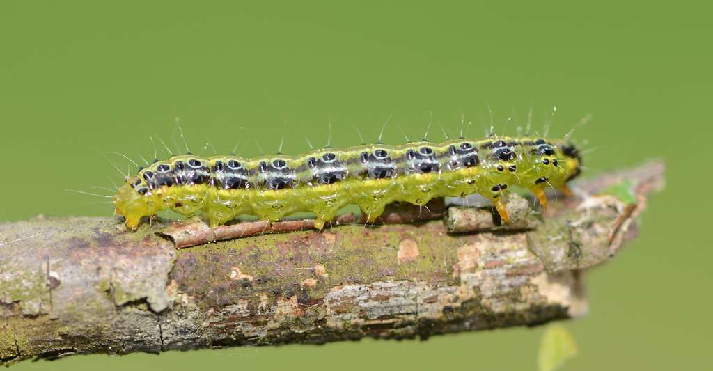 Pyrale du buis catterpillar. © Böhringer Friedrich, CC by-sa 3.0 AT